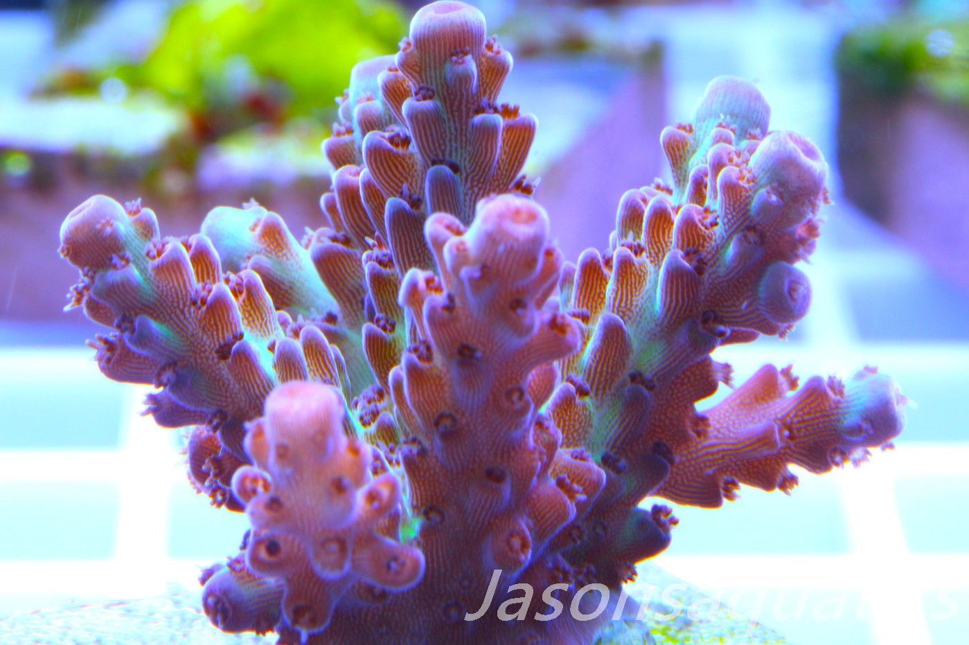 Acropora, Ultra Rare Australian Chroma Nova Frag G