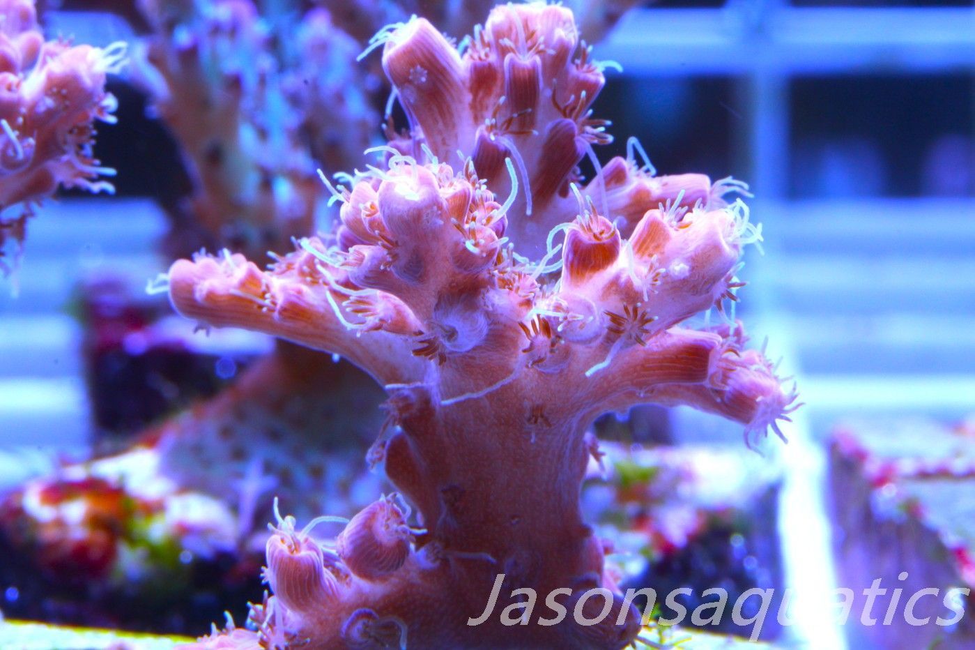 Acropora Pinky The Bear, Frag G