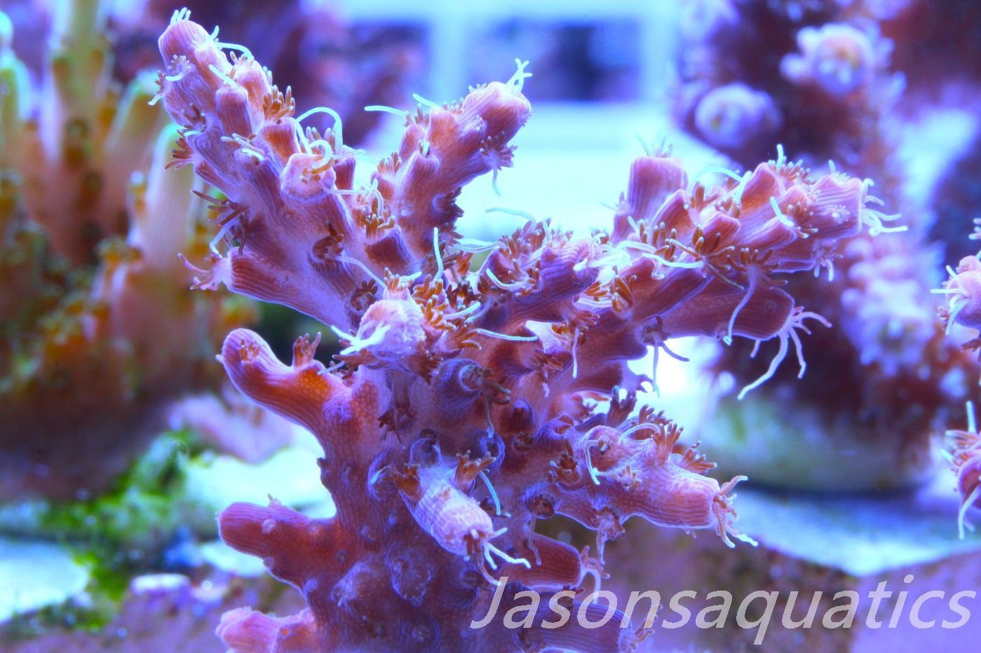 Acropora Pinky The Bear, Frag G Acropora Pinky The Bear, Frag G