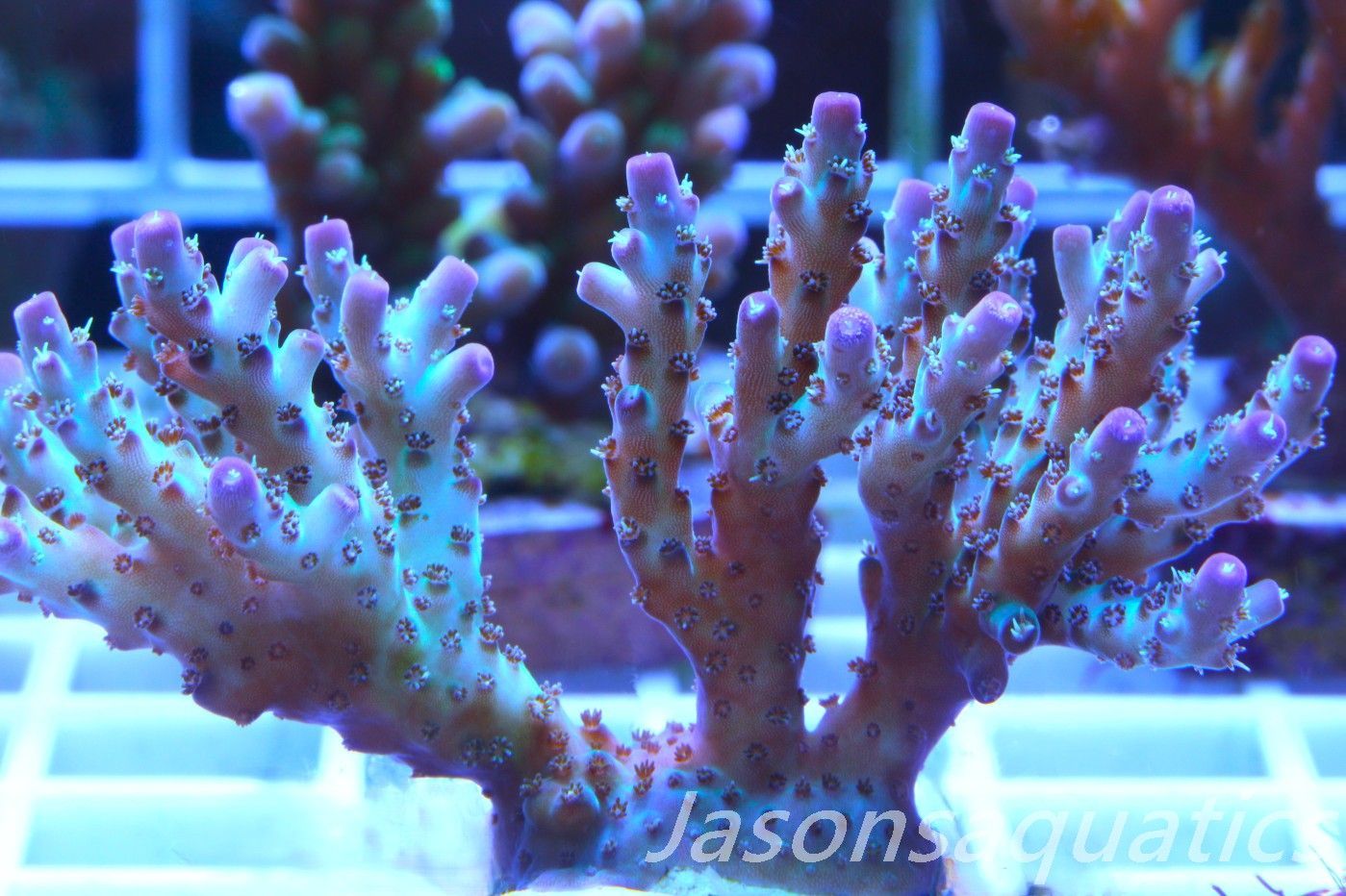 Acropora Pearlberry,Large Frag, Frag F