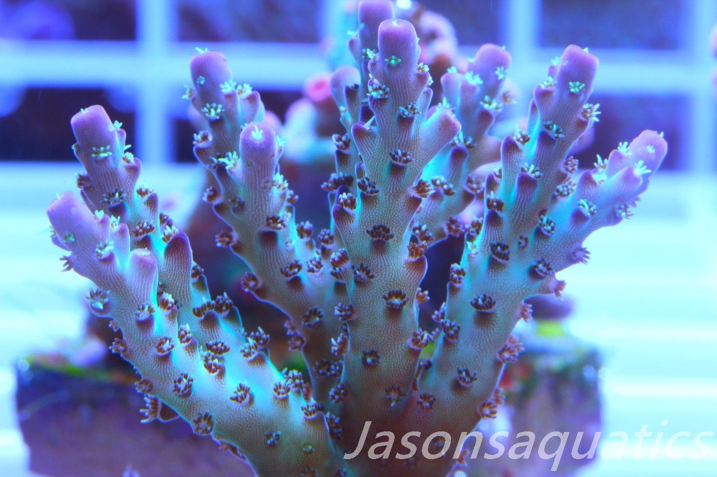 Acropora Pearlberry,Good size Frag,Frag F Acropora Pearlberry,Good size Frag,Frag F