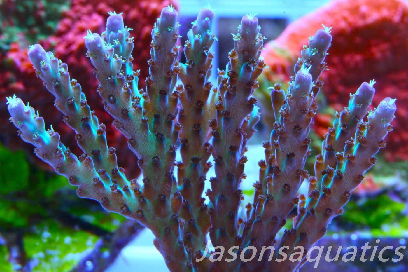 Acropora Pearlberry,Good size Frag,Frag F