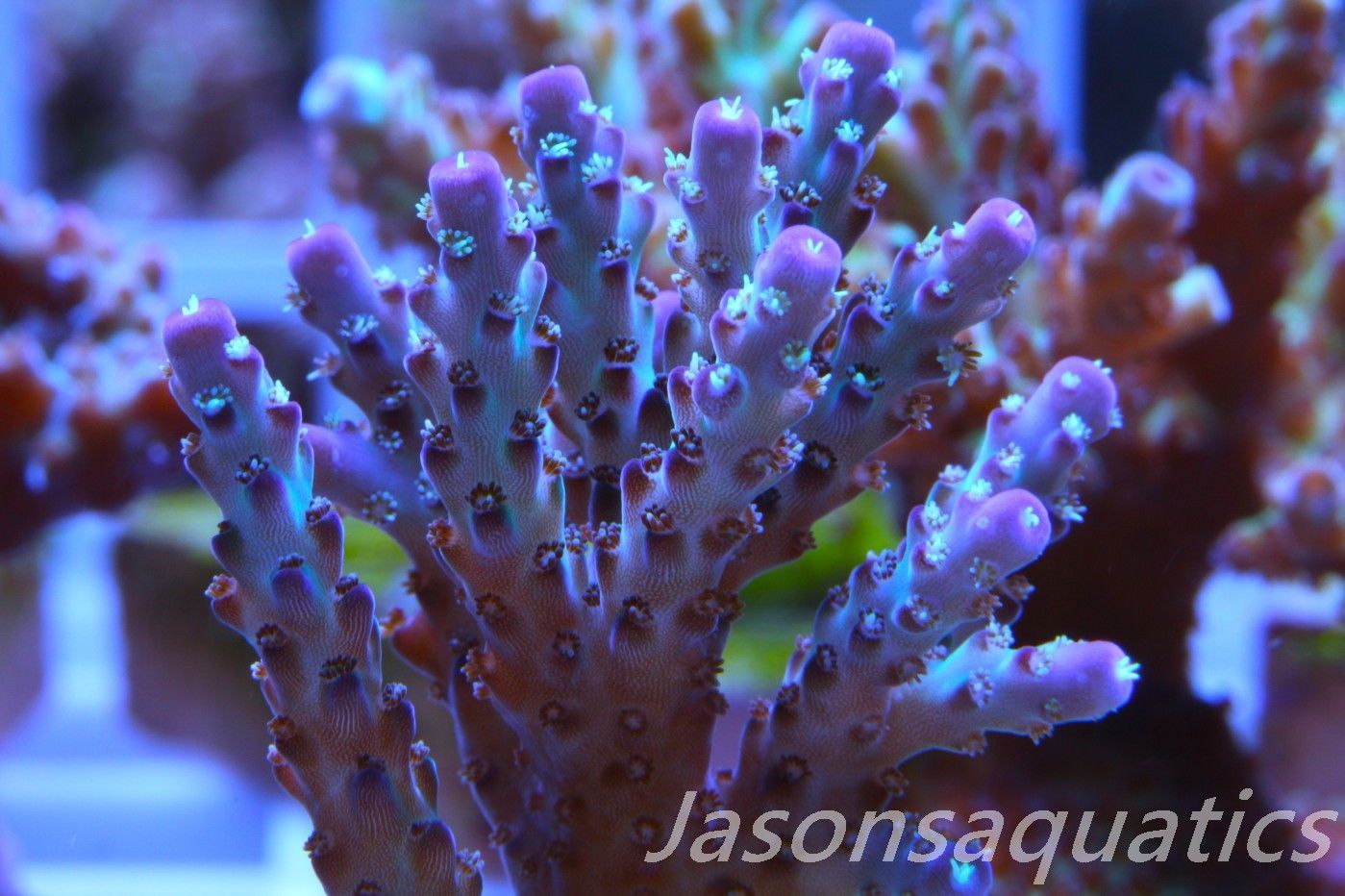 Acropora Pearlberry,Good size Frag,Frag F
