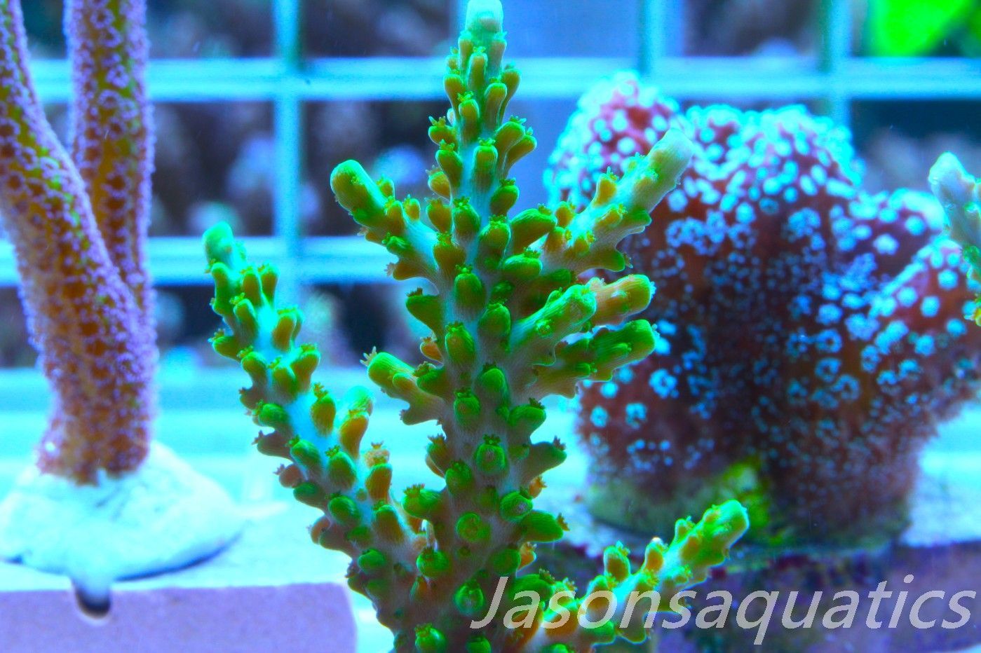 Acropora Lime In the Sky Frag F