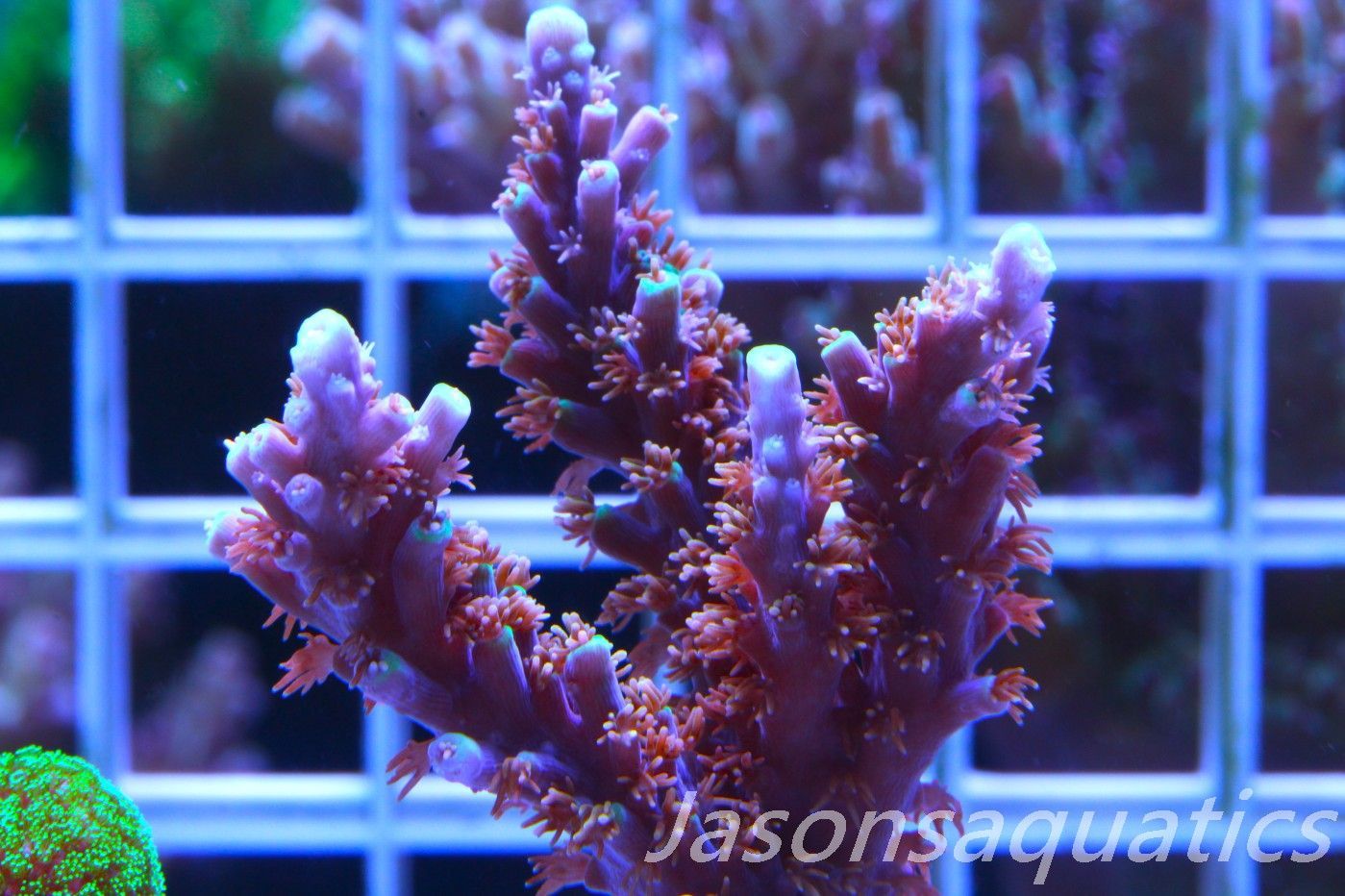 Acropora Horrida, Blue Tips Dayglow Green Rim,Large frag, Frag G