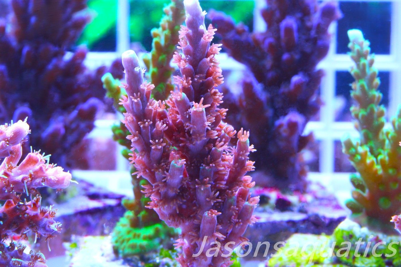 Acropora Horrida, Blue Tips Dayglow Green Rim,Large frag, Frag G Acropora Horrida, Blue Tips Dayglow Green Rim,Large frag, Frag G