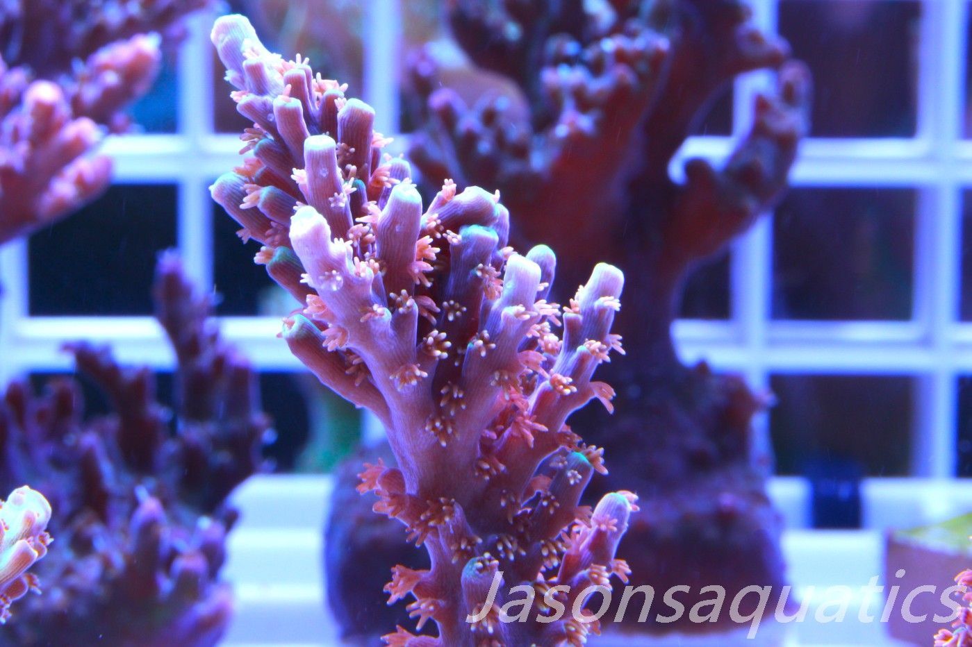 Acropora Horrida, Blue Tips Dayglow Green Rim,Large frag, Frag G Acropora Horrida, Blue Tips Dayglow Green Rim,Large frag, Frag G