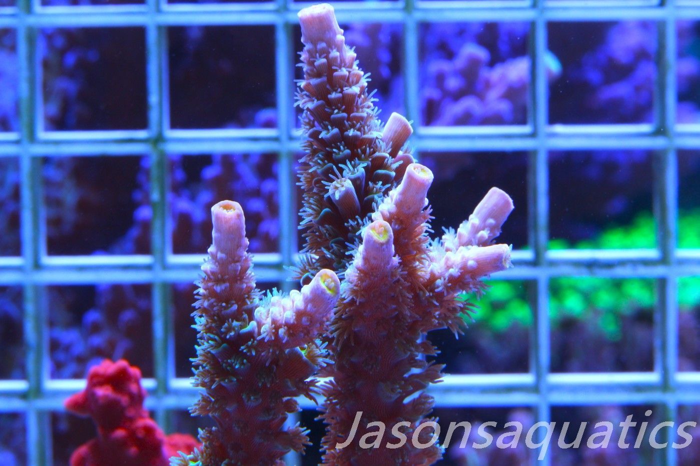 Acropora, Pink Tips with Dayglow Inner Coralites (Micro Colony) Frag F Acropora, Pink Tips with Dayglow Inner Coralites (Micro Colony) Frag F