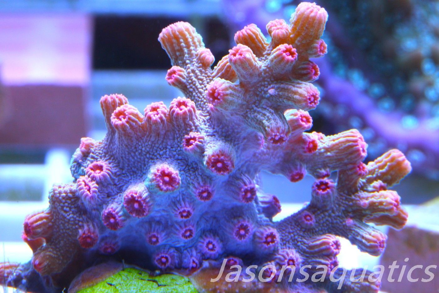Cyphastrea Branching Pink Cyphastrea Frag F