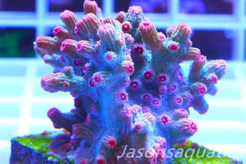 Cyphastrea Branching Pink Cyphastrea Frag F