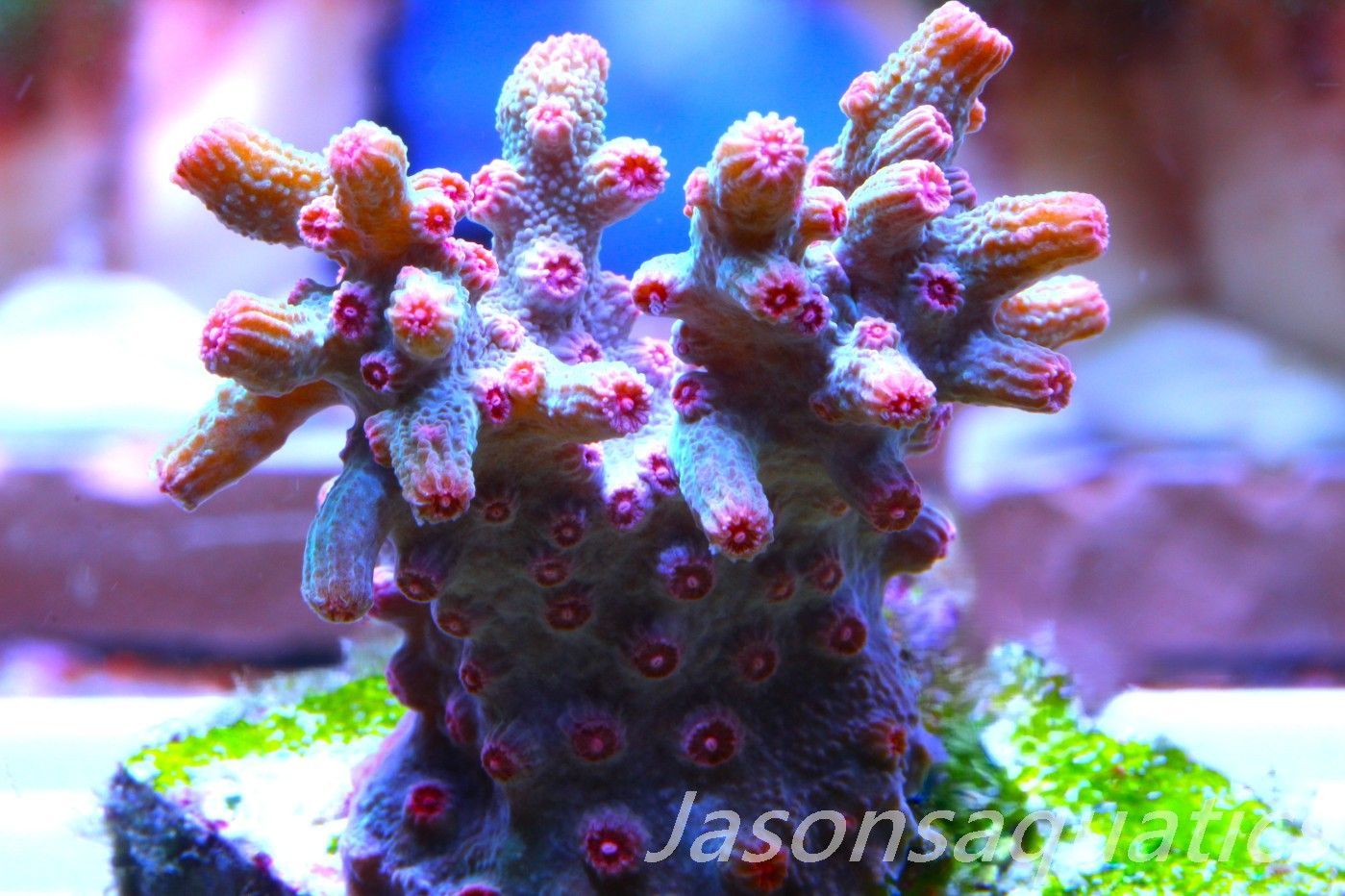 Cyphastrea Branching Pink Cyphastrea Frag F Cyphastrea Branching Pink Cyphastrea Frag F
