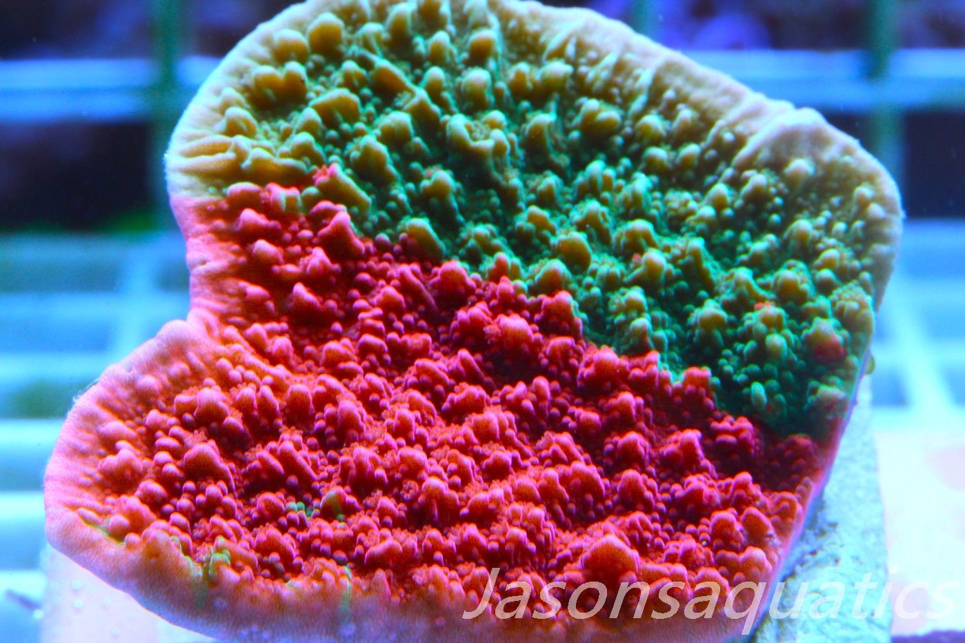 Montipora Capricornis, Grafted Sunfire Frag F