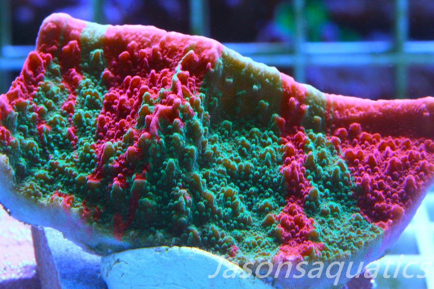 Montipora Capricornis, Grafted Sunfire Frag G