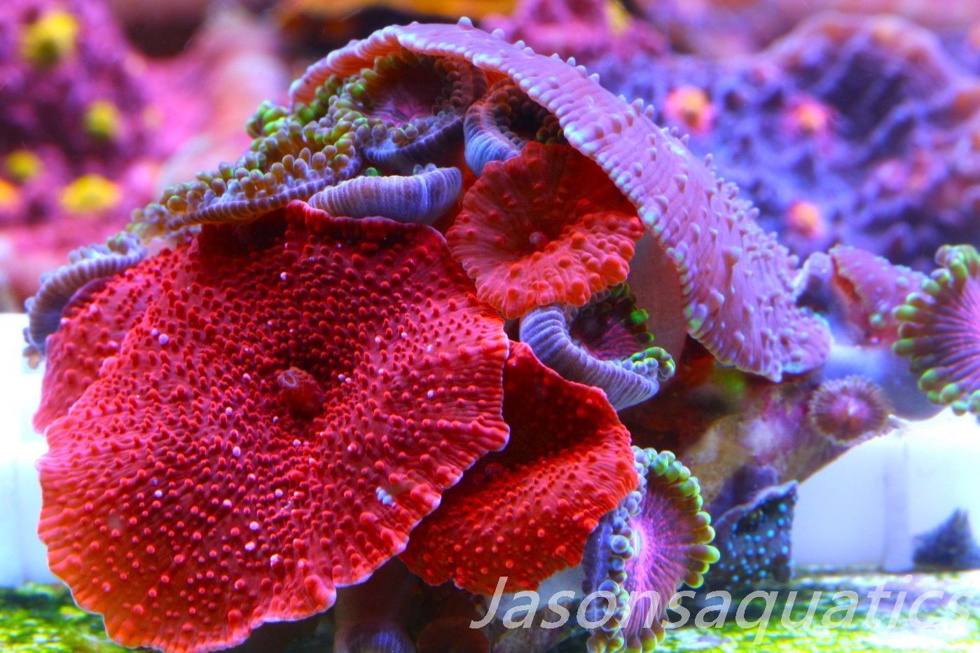 Zoanthid, Mushroom Mix, Fake Lime Chilli, Blood Red Discosoma and blue spot Mushrooms Frag A Zoanthid, Mushroom Mix, Fake Lime Chilli, Blood Red Discosoma and blue spot Mushrooms Frag A