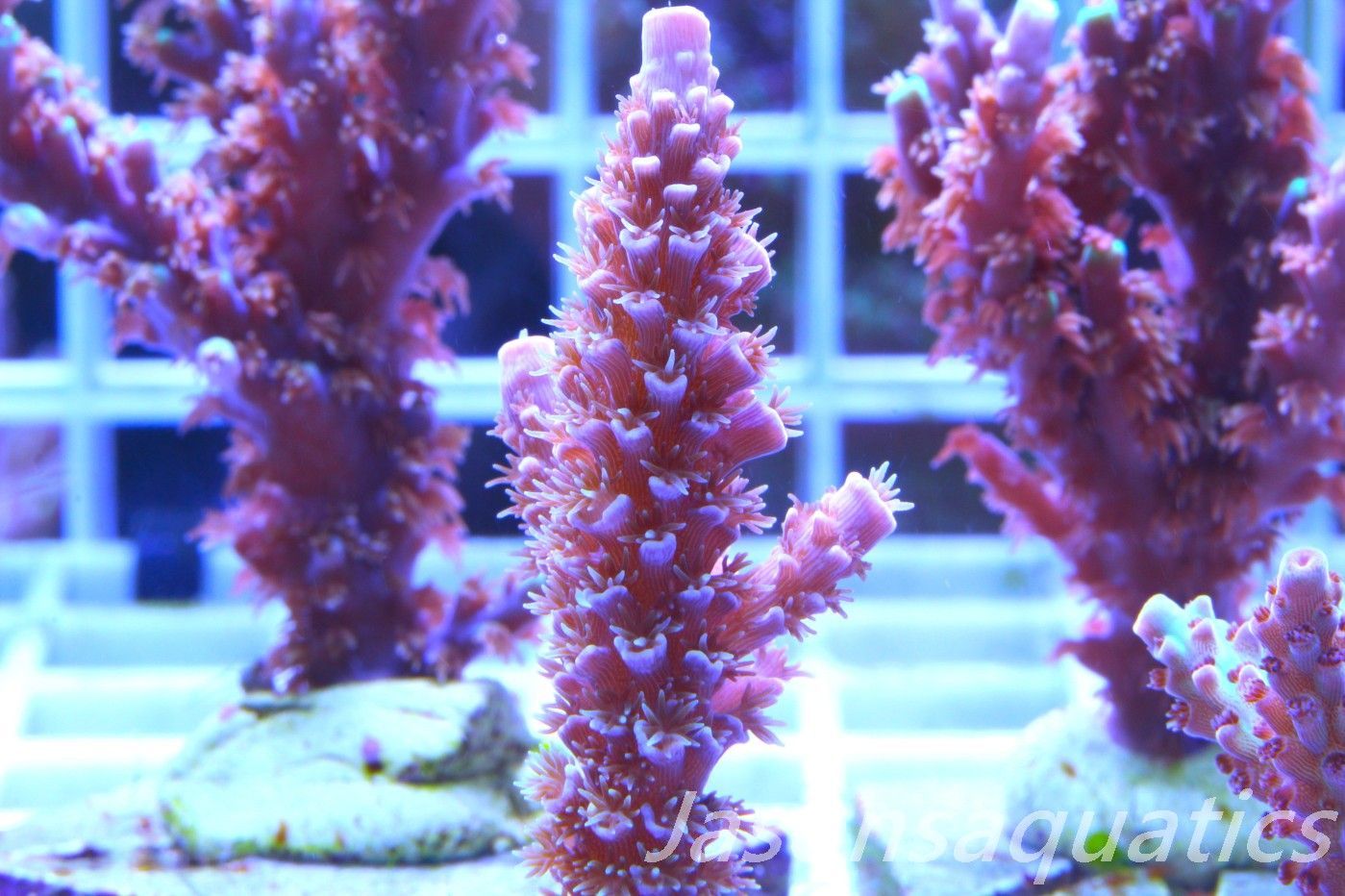Acropora Pink Tenuis Frag F