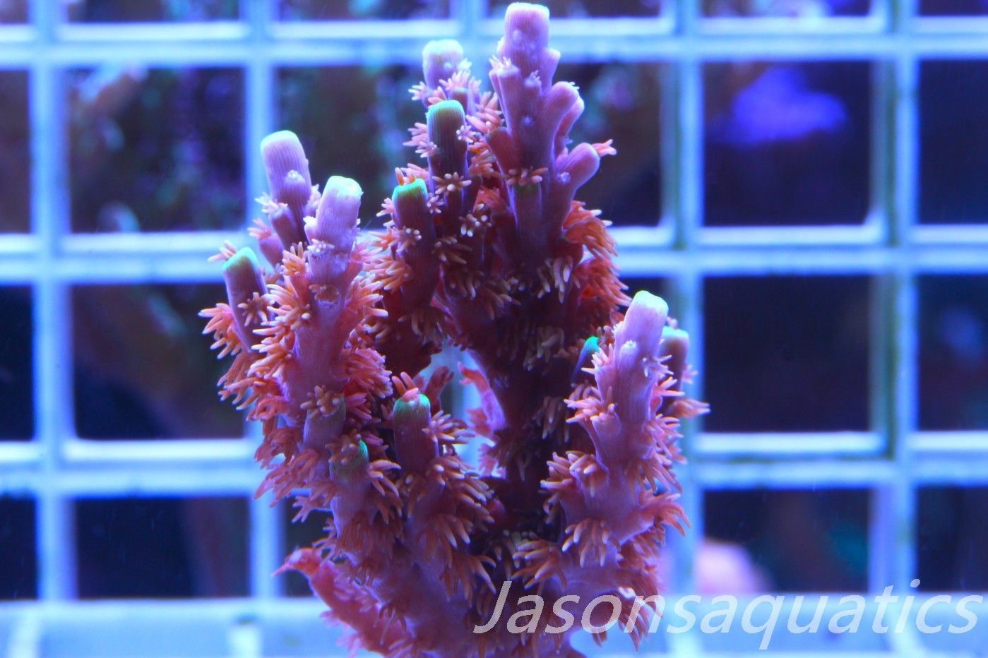 Acropora Horrida, Blue Tips Dayglow Green Rim,Large frag, Frag F Acropora Horrida, Blue Tips Dayglow Green Rim,Large frag, Frag F