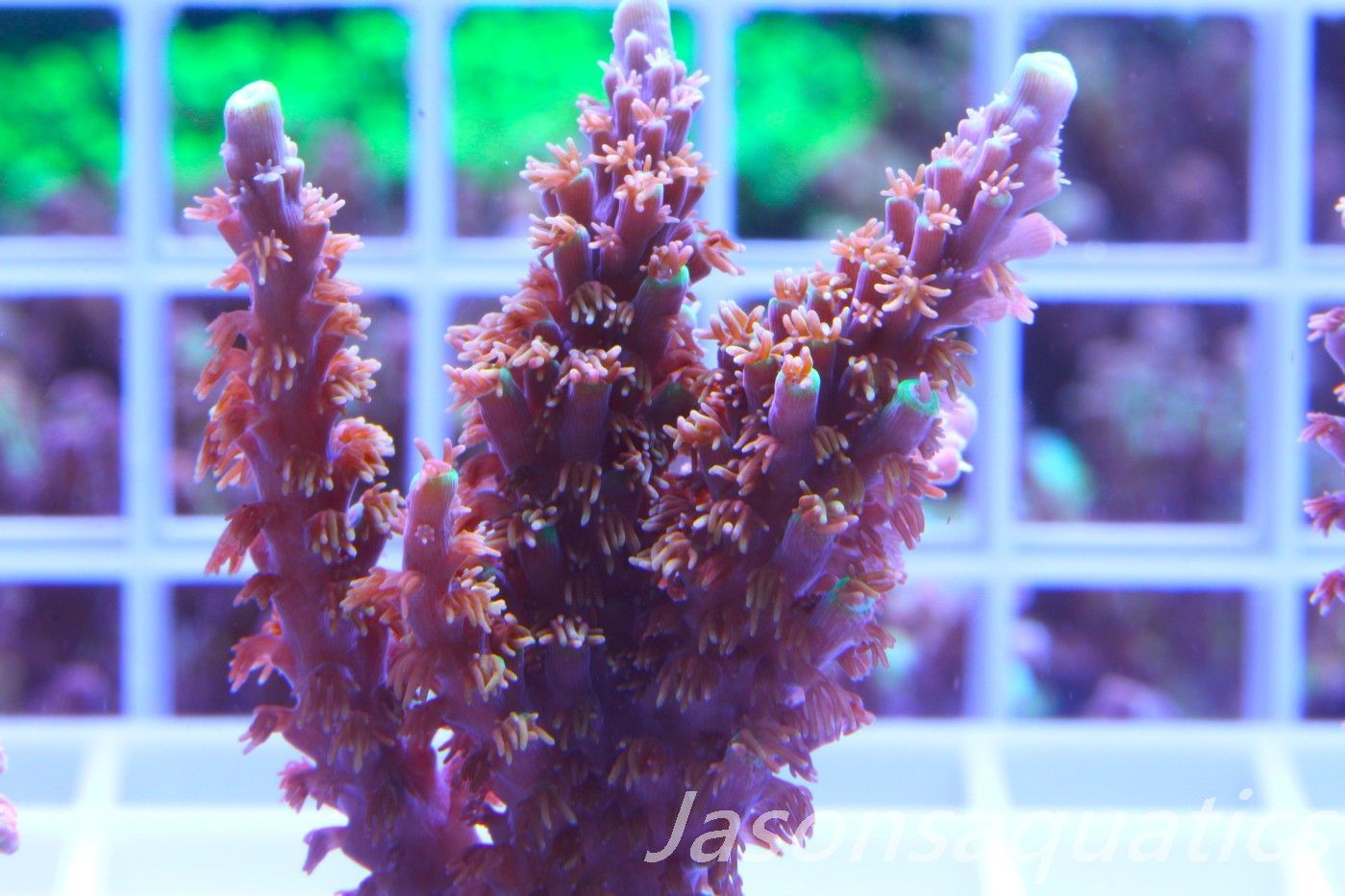 Acropora Horrida, Blue Tips Dayglow Green Rim,Large frag, Frag F Acropora Horrida, Blue Tips Dayglow Green Rim,Large frag, Frag F