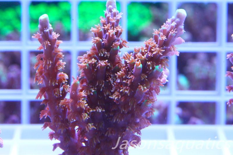Acropora Horrida, Blue Tips Dayglow Green Rim,Large frag, Frag F