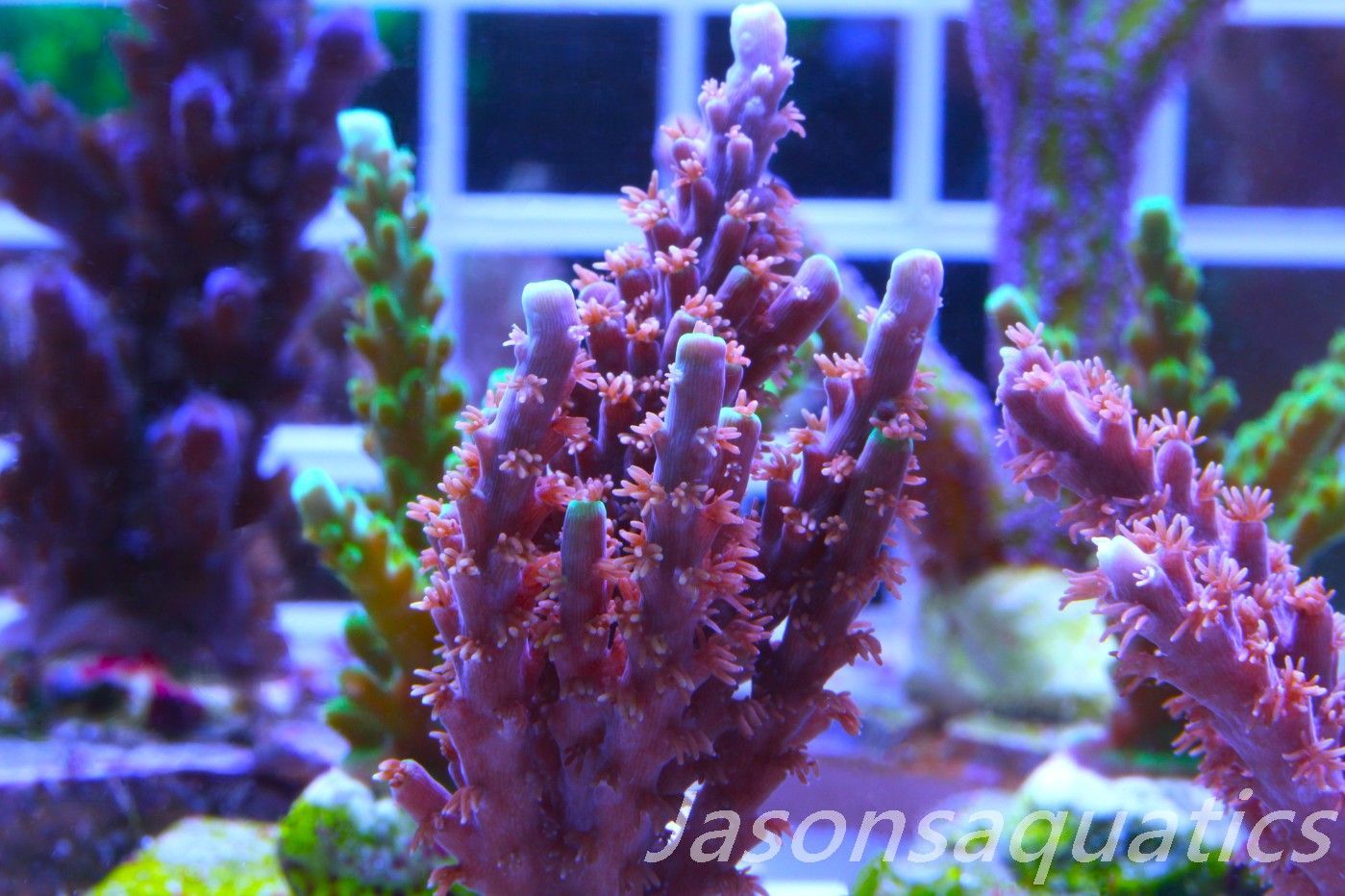 Acropora Horrida, Blue Tips Dayglow Green Rim,Large frag, Frag F