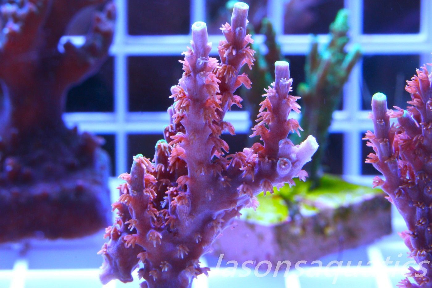 Acropora Horrida, Blue Tips Dayglow Green Rim,Large frag, Frag F Acropora Horrida, Blue Tips Dayglow Green Rim,Large frag, Frag F
