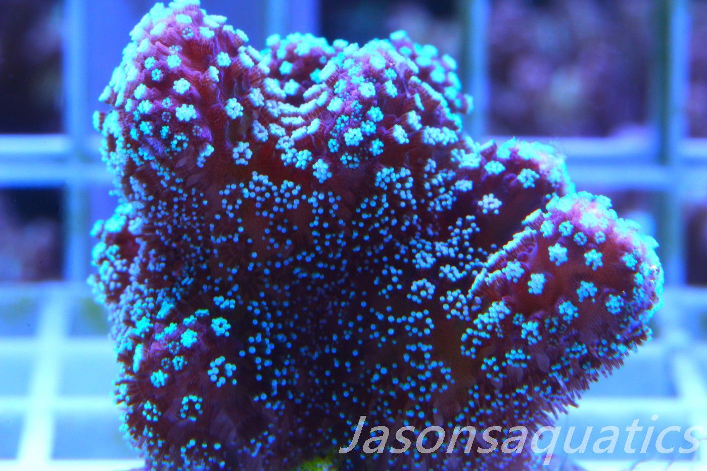 Stylophora, Rainbow Stylo Frag F