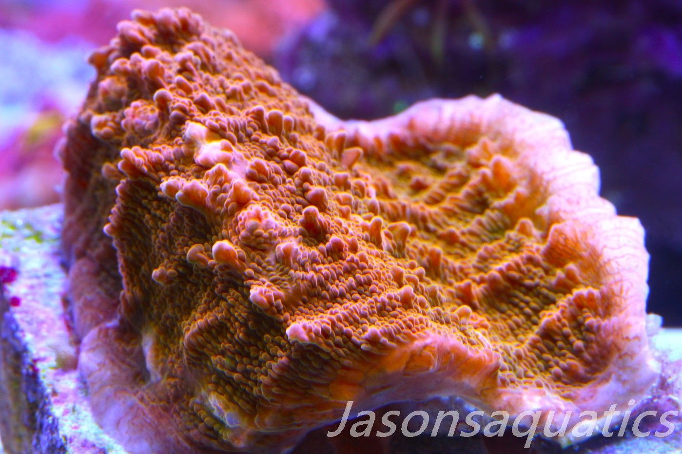 Echinophyllia, Orange and Gold chalice, Frag A