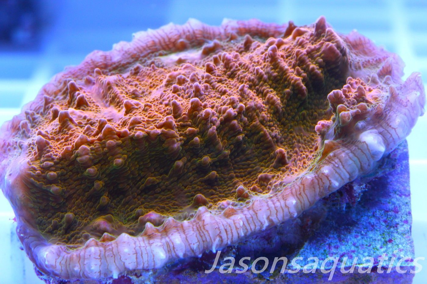 Echinophyllia, Orange and Gold chalice, Frag A