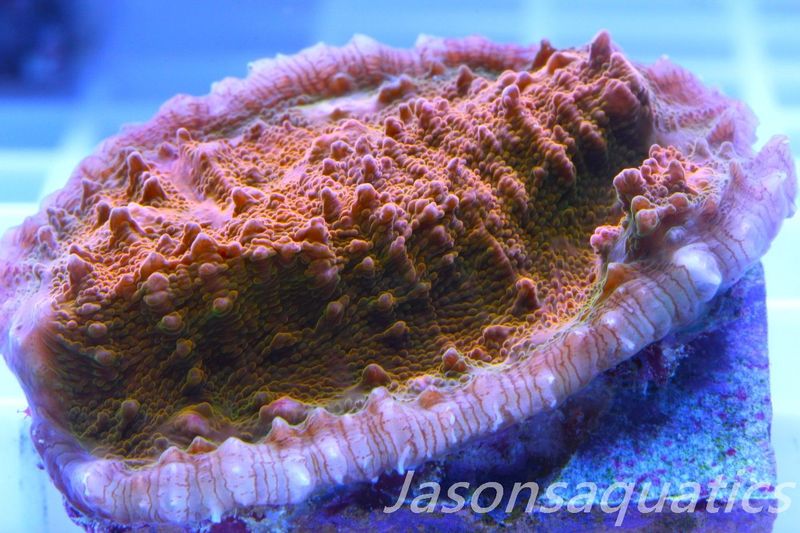 Echinophyllia, Orange and Gold chalice, Frag A