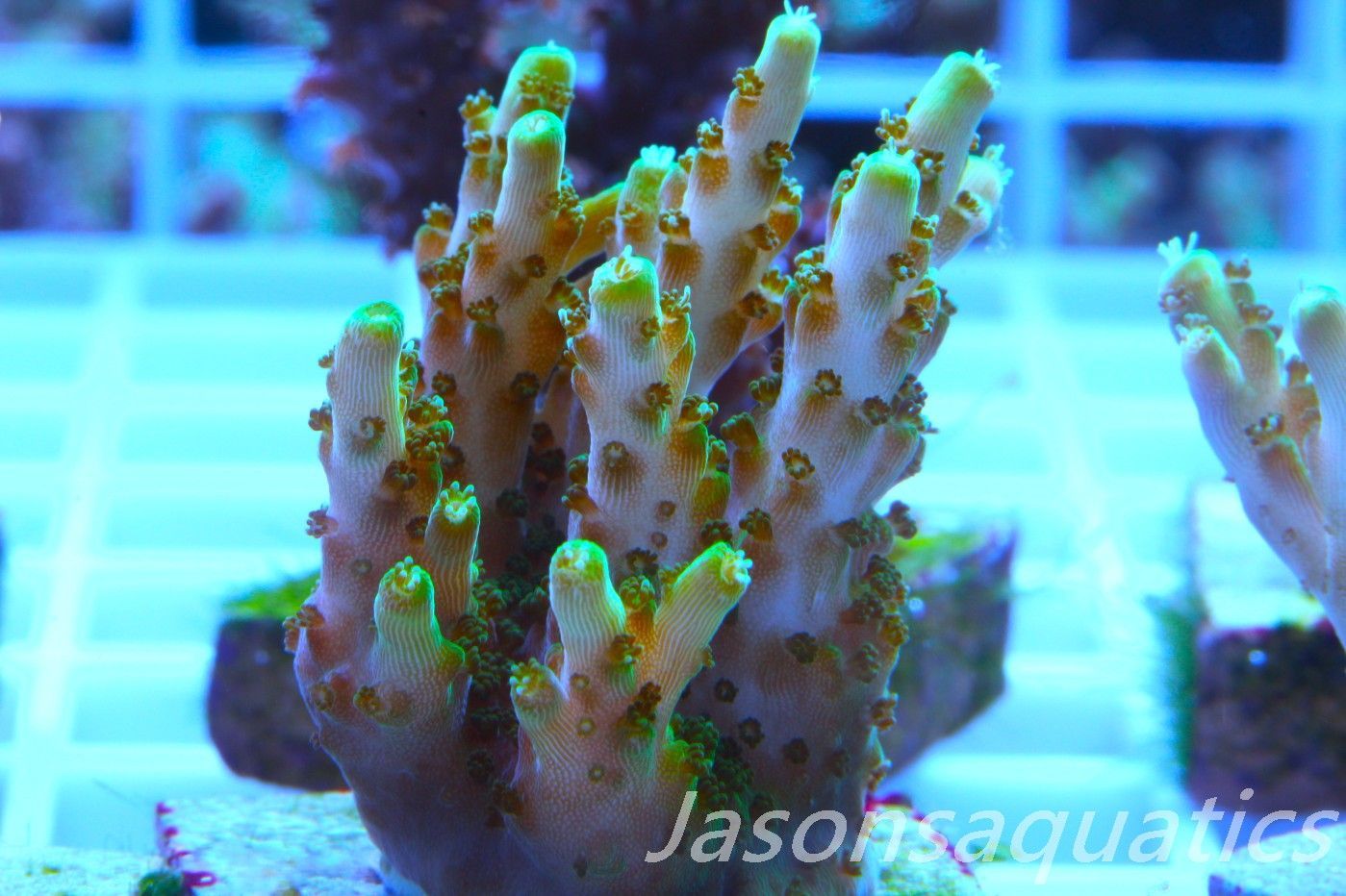 Acropora Solitaryensis Frag F