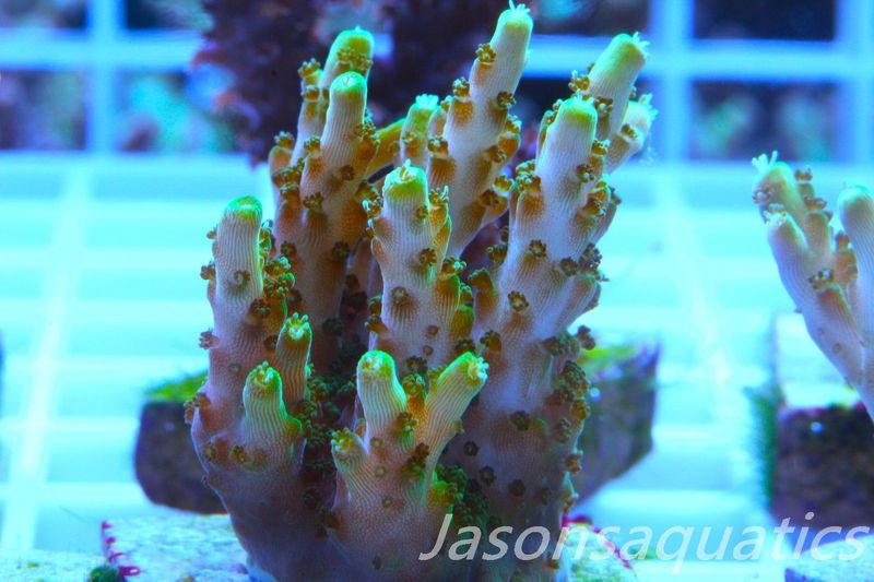 Acropora Solitaryensis Frag F