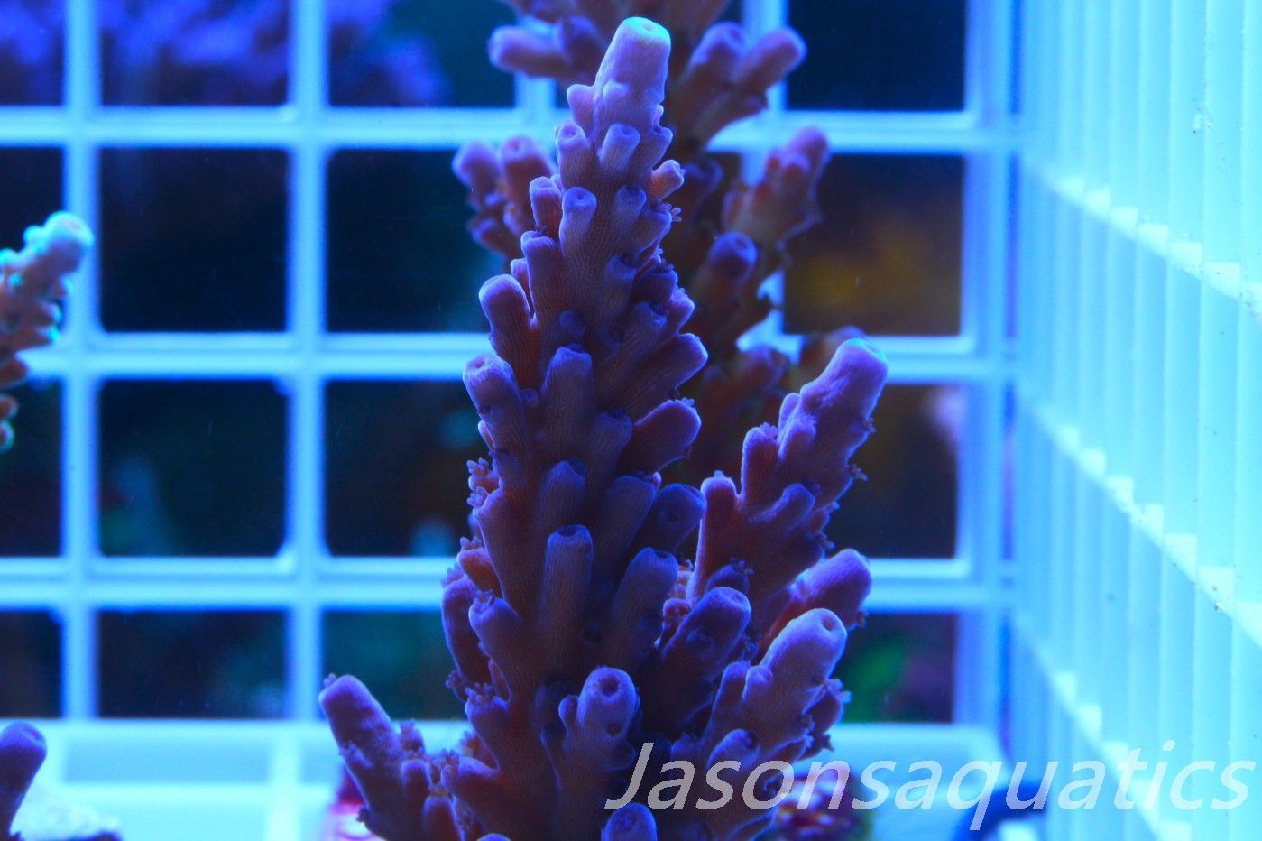 Acropora WWC Yellow Tip, Frag F Acropora WWC Yellow Tip, Frag F