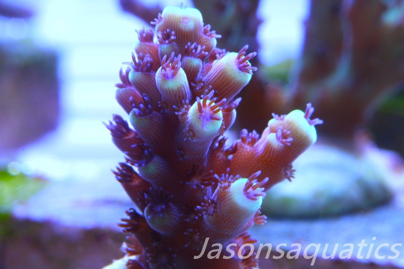 Acropora Pink Cadillac Frag F