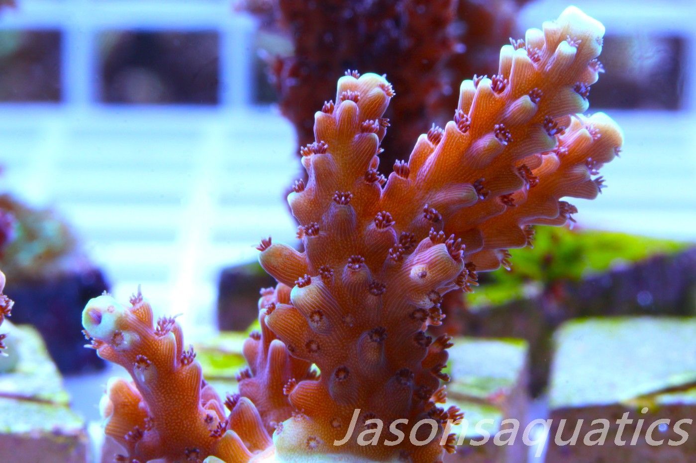 Acropora Pink Cadillac Frag F