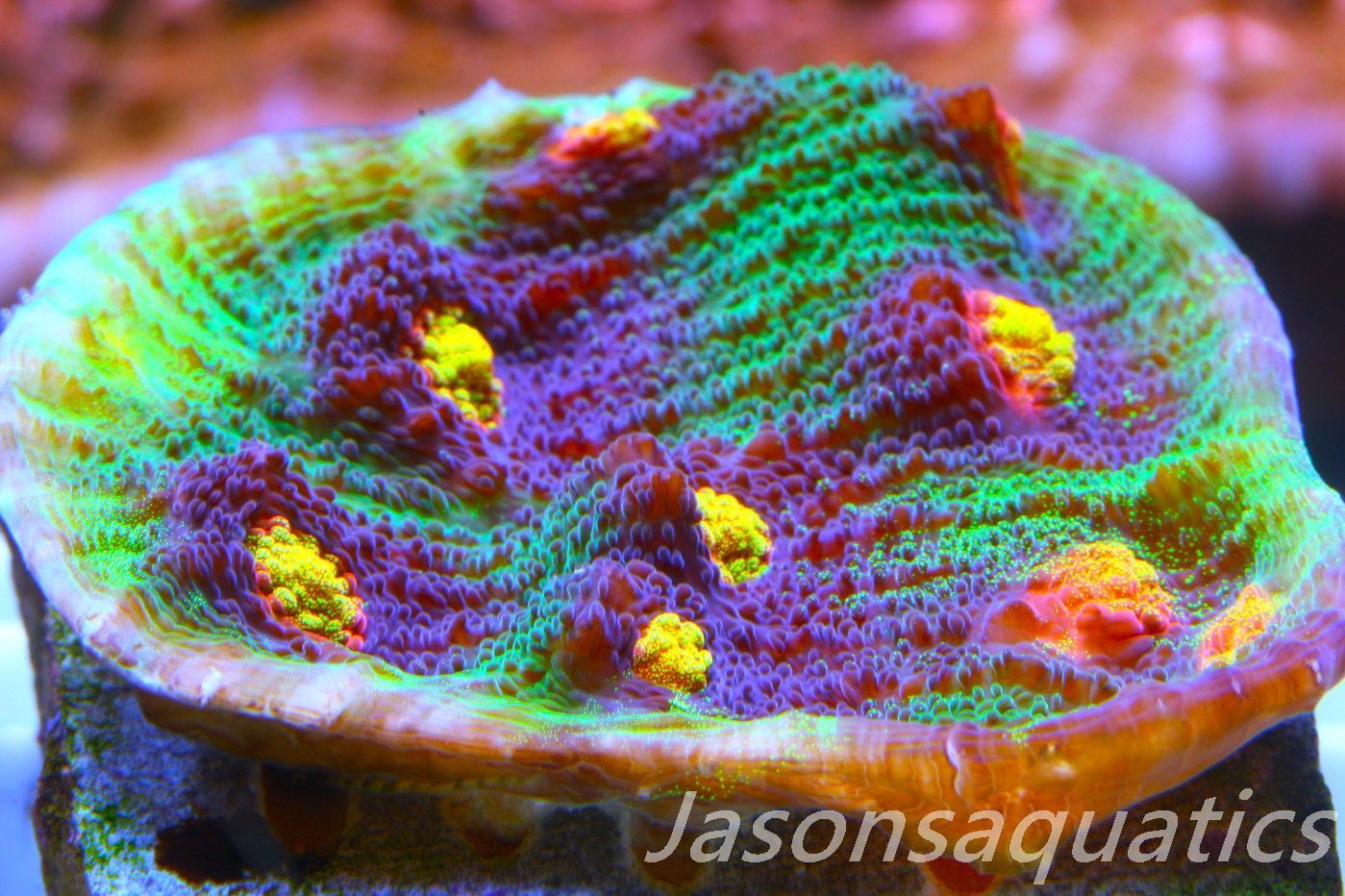 Echinophyllia Raja Rampage Frag F