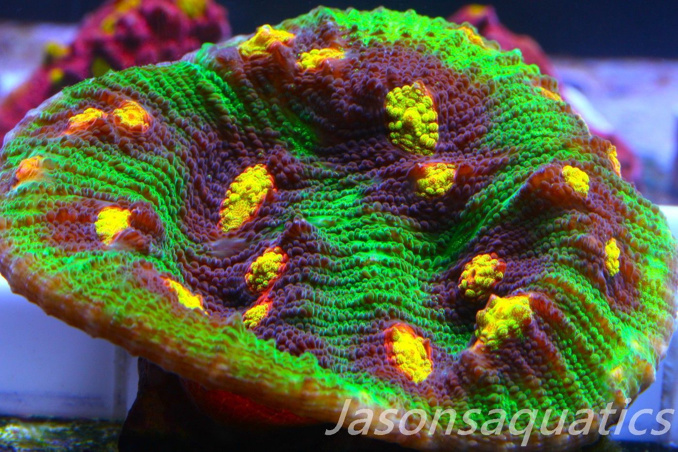 Echinophyllia Raja Rampage Large frag Frag F Echinophyllia Raja Rampage Large frag Frag F