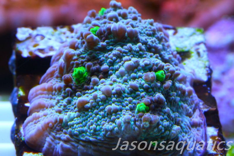 Echinophyllia, Bright Green with Dayglow Mouths Frag B