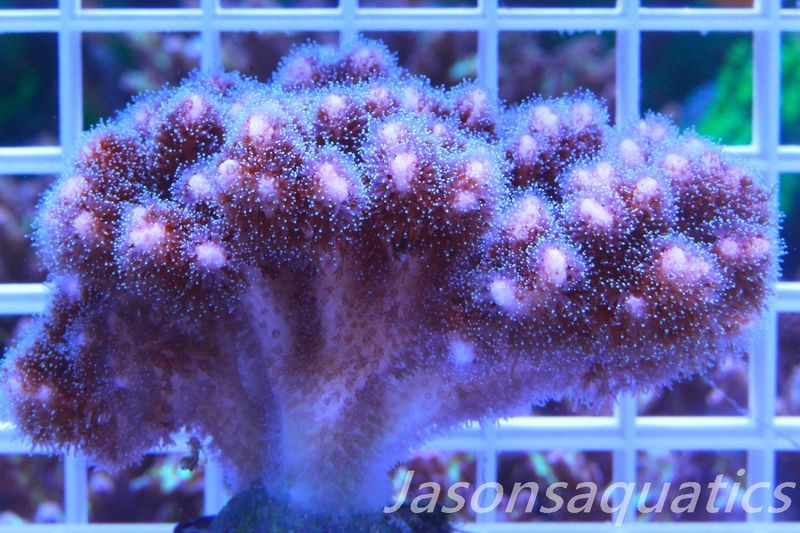 Pocillopora Pink Micro colony, Frag B