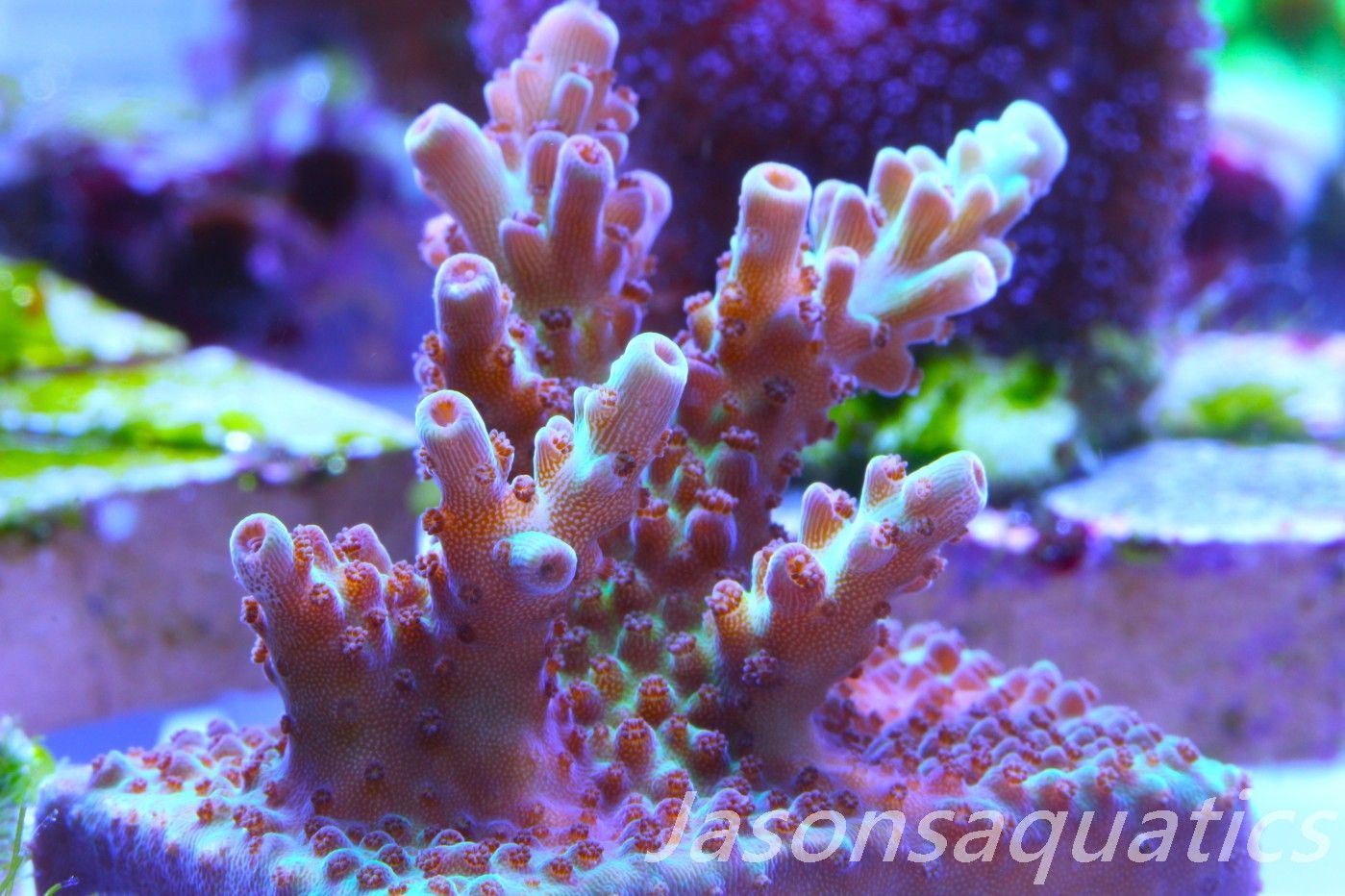 Acropora, Ultra Rare Australian Chroma Nova Frag H Acropora, Ultra Rare Australian Chroma Nova Frag H