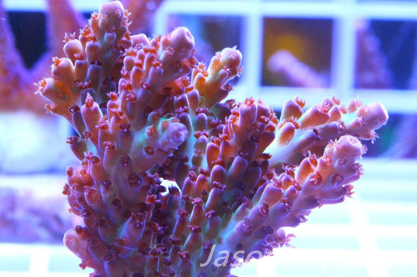 Acropora, Ultra Rare Australian Chroma Nova,Large Frag, Frag H Acropora, Ultra Rare Australian Chroma Nova,Large Frag, Frag H