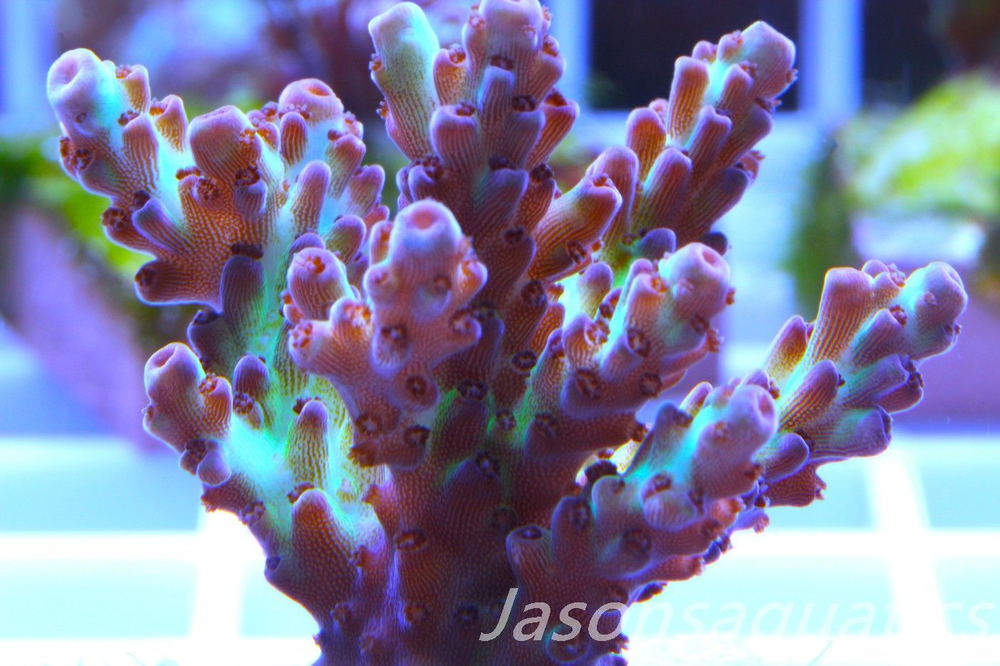 Acropora, Ultra Rare Australian Chroma Nova,Large Frag, Frag H
