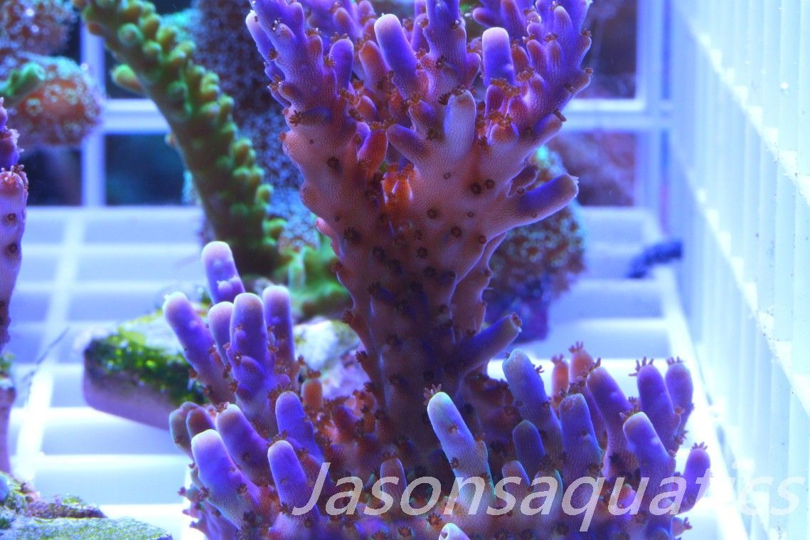 Acropora Nana, Deep Purple Acro (Small Colony) Frag f Acropora Nana, Deep Purple Acro (Small Colony) Frag f