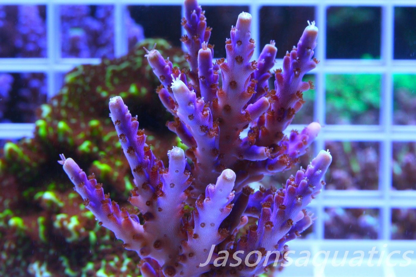 Acropora Nana, Deep Purple Acro (Small Colony) Frag f
