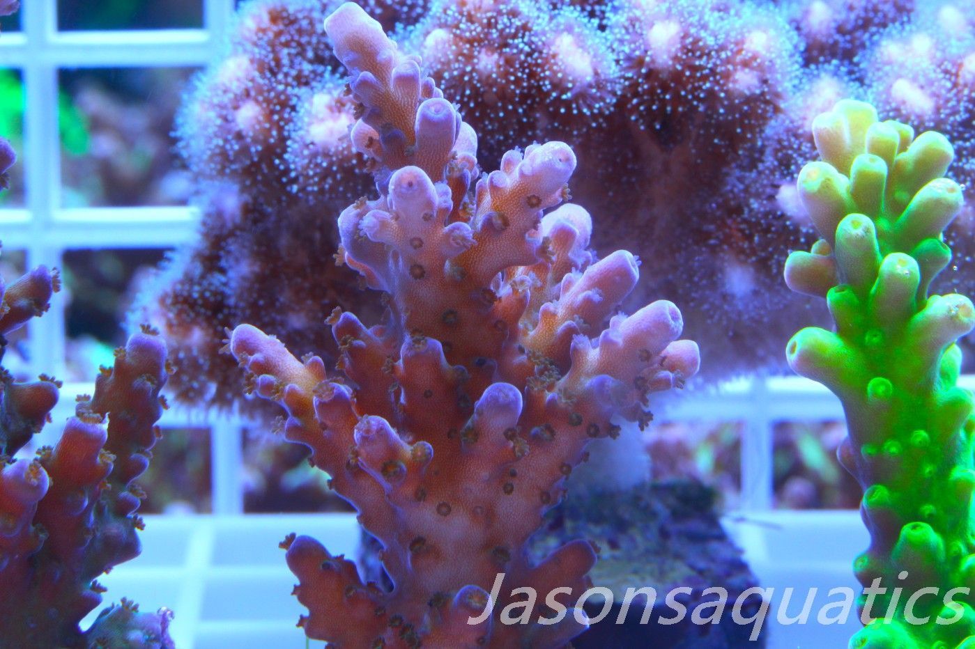 Acropora, Miyagi Tort(LARGE FRAG) Frag I Acropora, Miyagi Tort(LARGE FRAG) Frag I