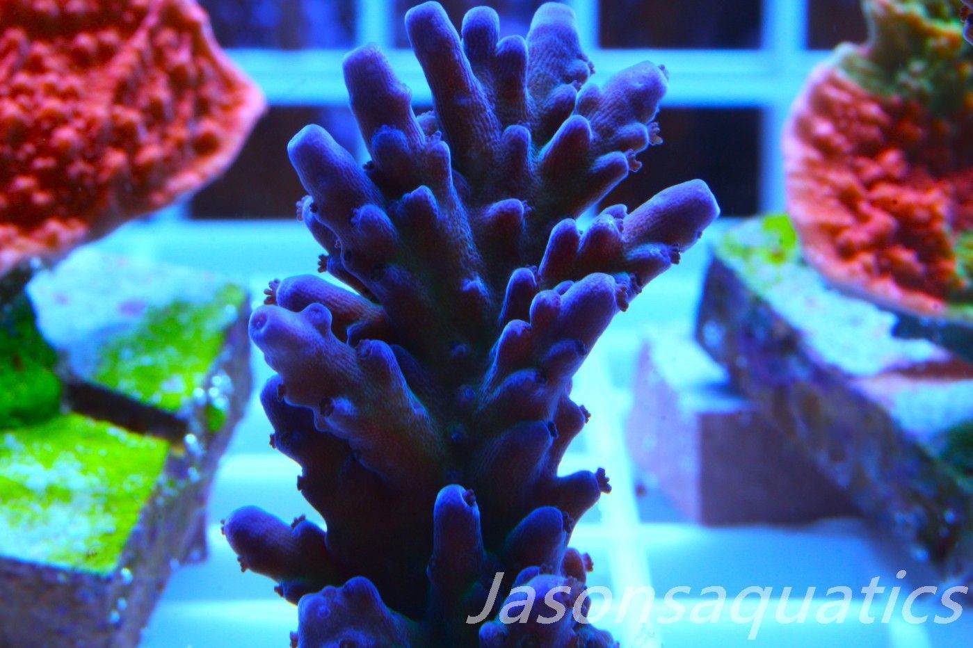 Acropora, Miyagi Tort Frag I Acropora, Miyagi Tort Frag I