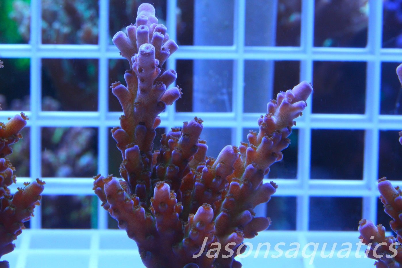 Acropora, Miyagi Tort(LARGE FRAG) Frag F Acropora, Miyagi Tort(LARGE FRAG) Frag F