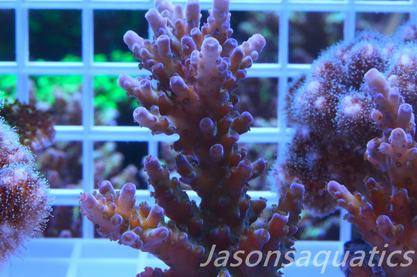 Acropora, Miyagi Tort(LARGE FRAG) Frag J Acropora, Miyagi Tort(LARGE FRAG) Frag J