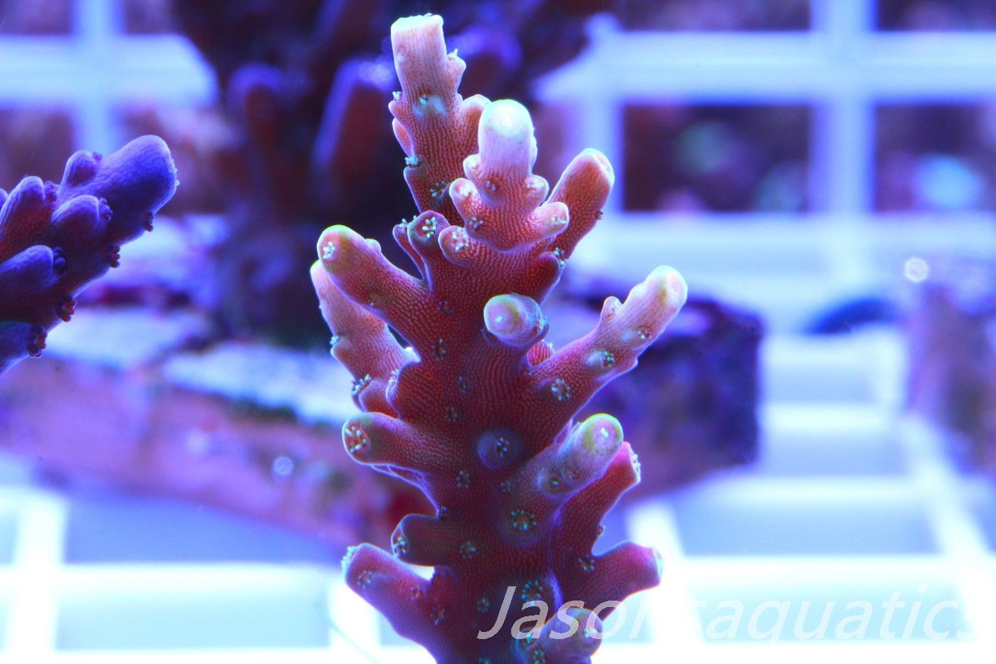 Acropora latistella ,Bali shortcake AKA firecracker Acropora latistella ,Bali shortcake AKA firecracker