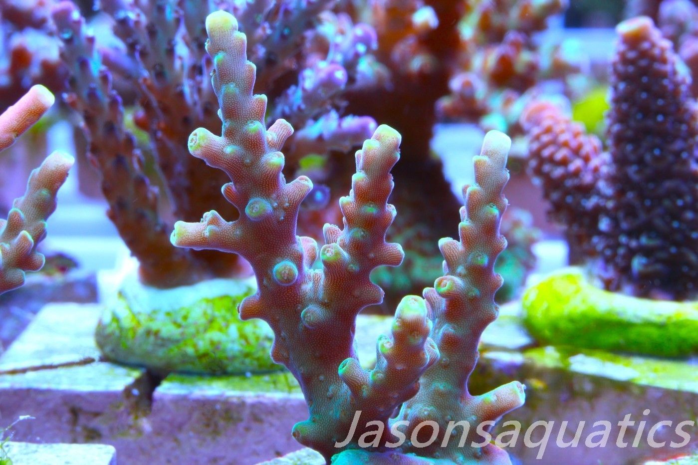 Acropora latistella ,Bali shortcake AKA firecracker Frag E Acropora latistella ,Bali shortcake AKA firecracker Frag E