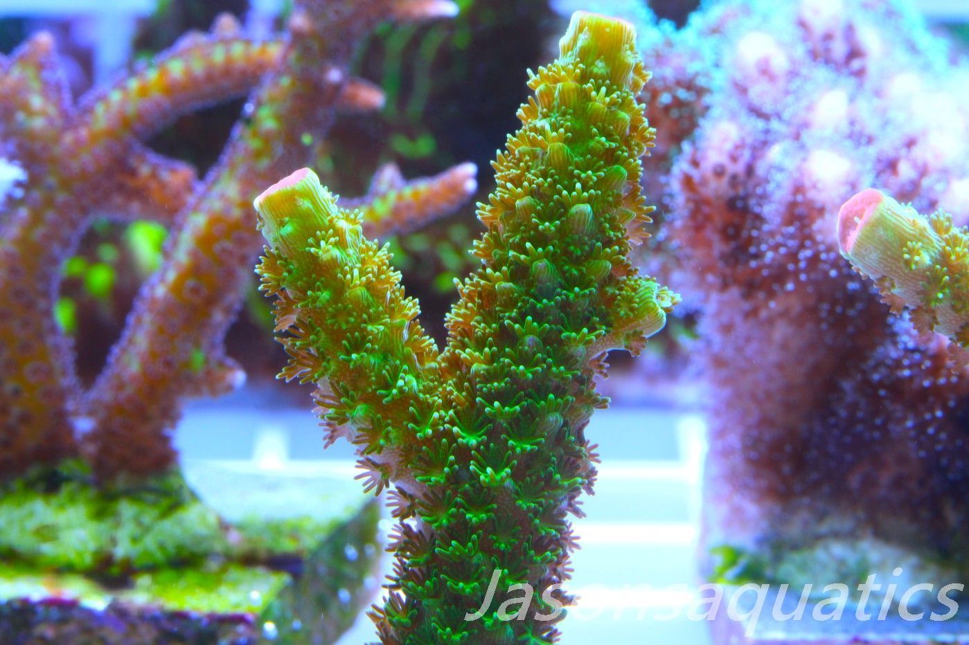 Acropora, Green Bali Slimer Frag F
