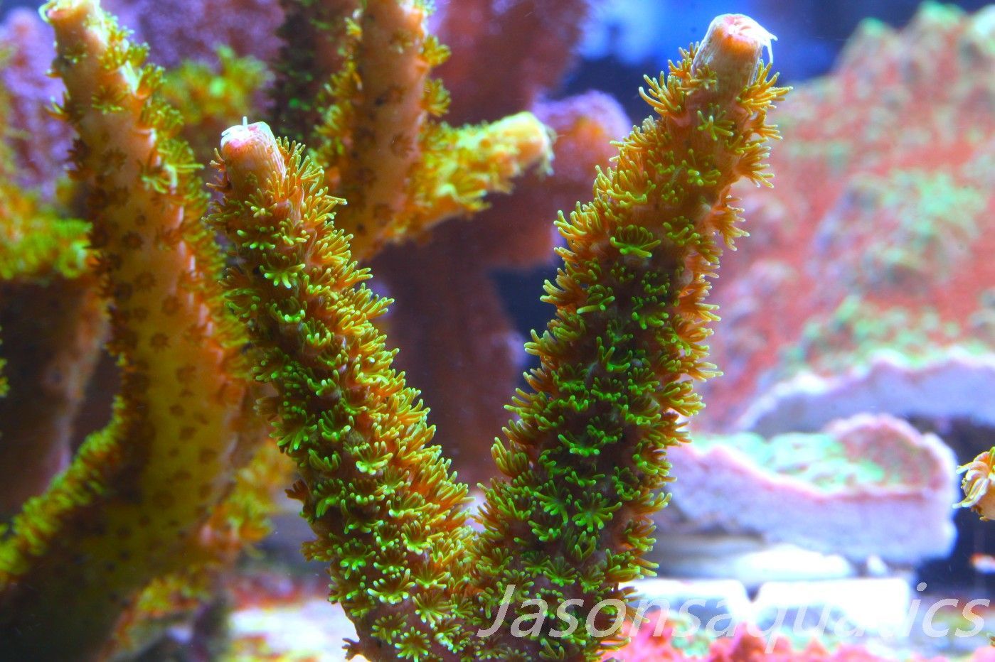 Acropora, Green Bali Slimer Frag F